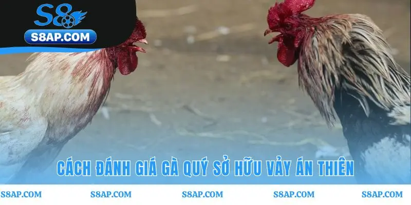 Vảy gà án thiên cần đánh giá trong tổng thể hài hòa nhất