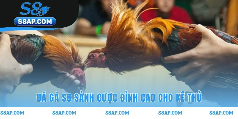 Sảnh đá gà S8 kết hợp xem live và đặt cược thời gian thực